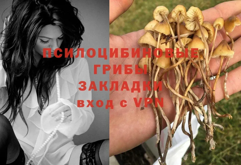 Галлюциногенные грибы Psilocybe  hydra tor  Тверь 